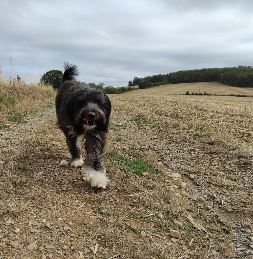 Des alternatives au dressage du chien