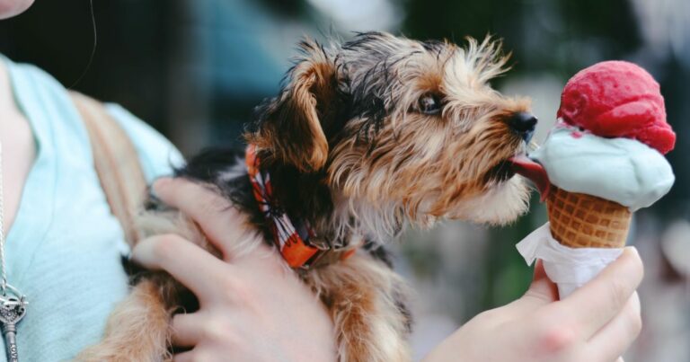 chien qui vole