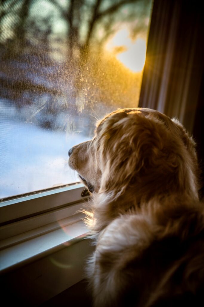 chien et hyperattachement