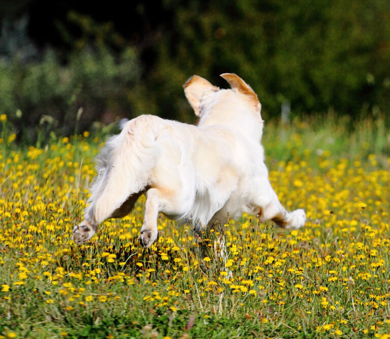 Chien qui court et ne revient pas au rappel