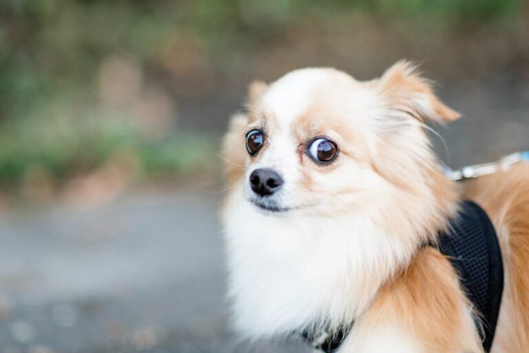 Chien craintif