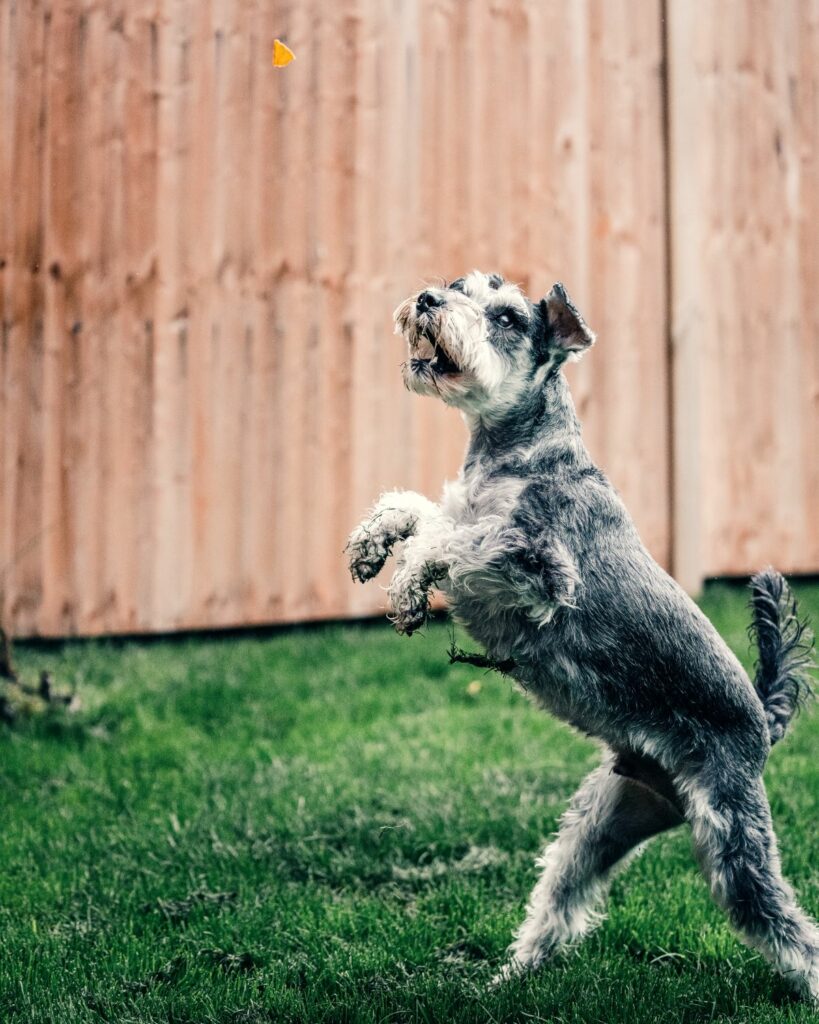 Chien qui saute