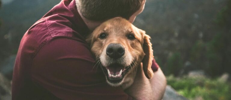 Chien hyper attachement, anxiété de séparation