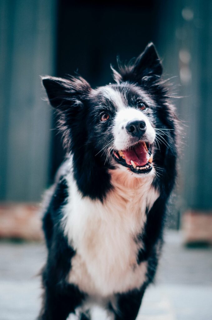 chien à l'écoute