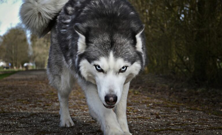 chien agressif