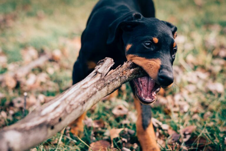 Chien qui mange une branche de bois