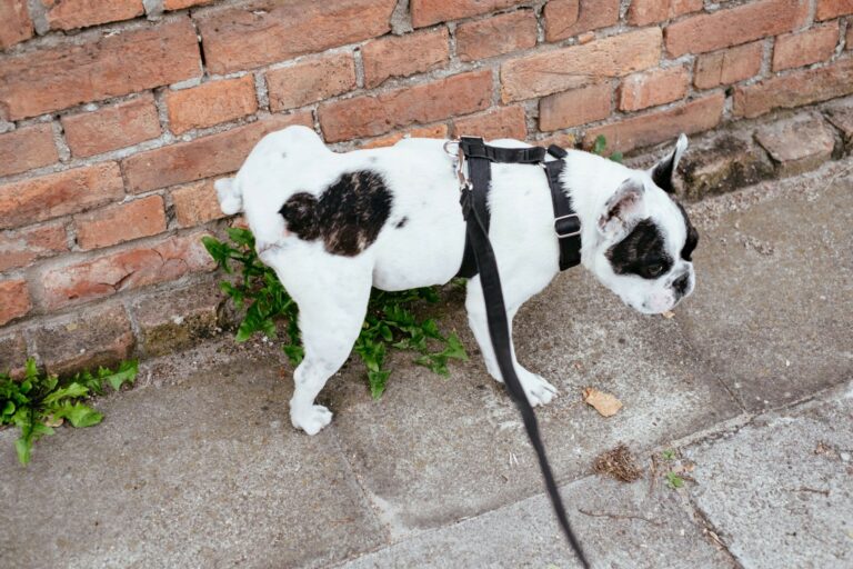 chien qui fait pipi