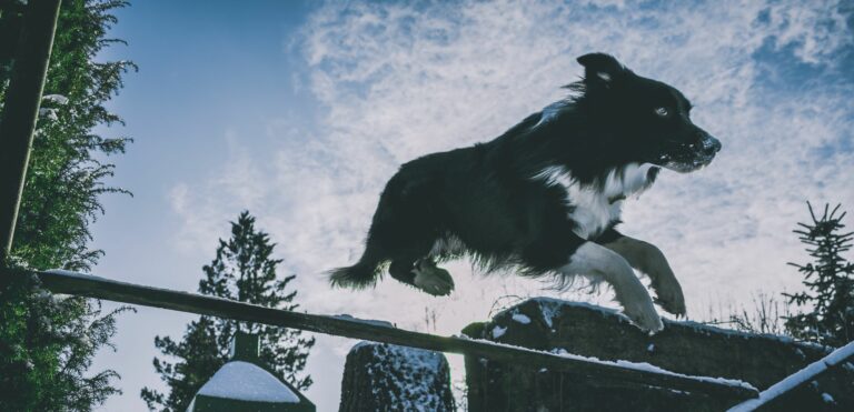 chien qui fugue