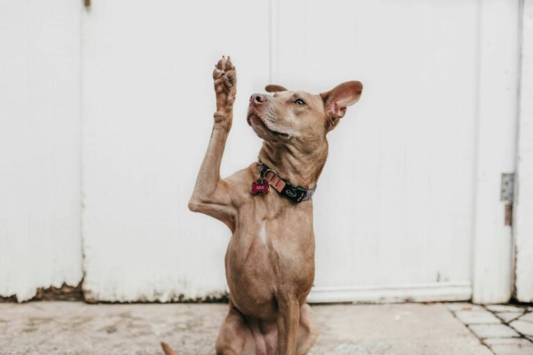 chien qui tend la patte