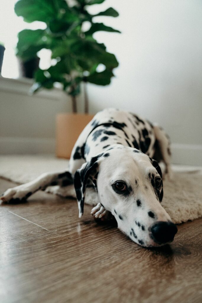 chien triste