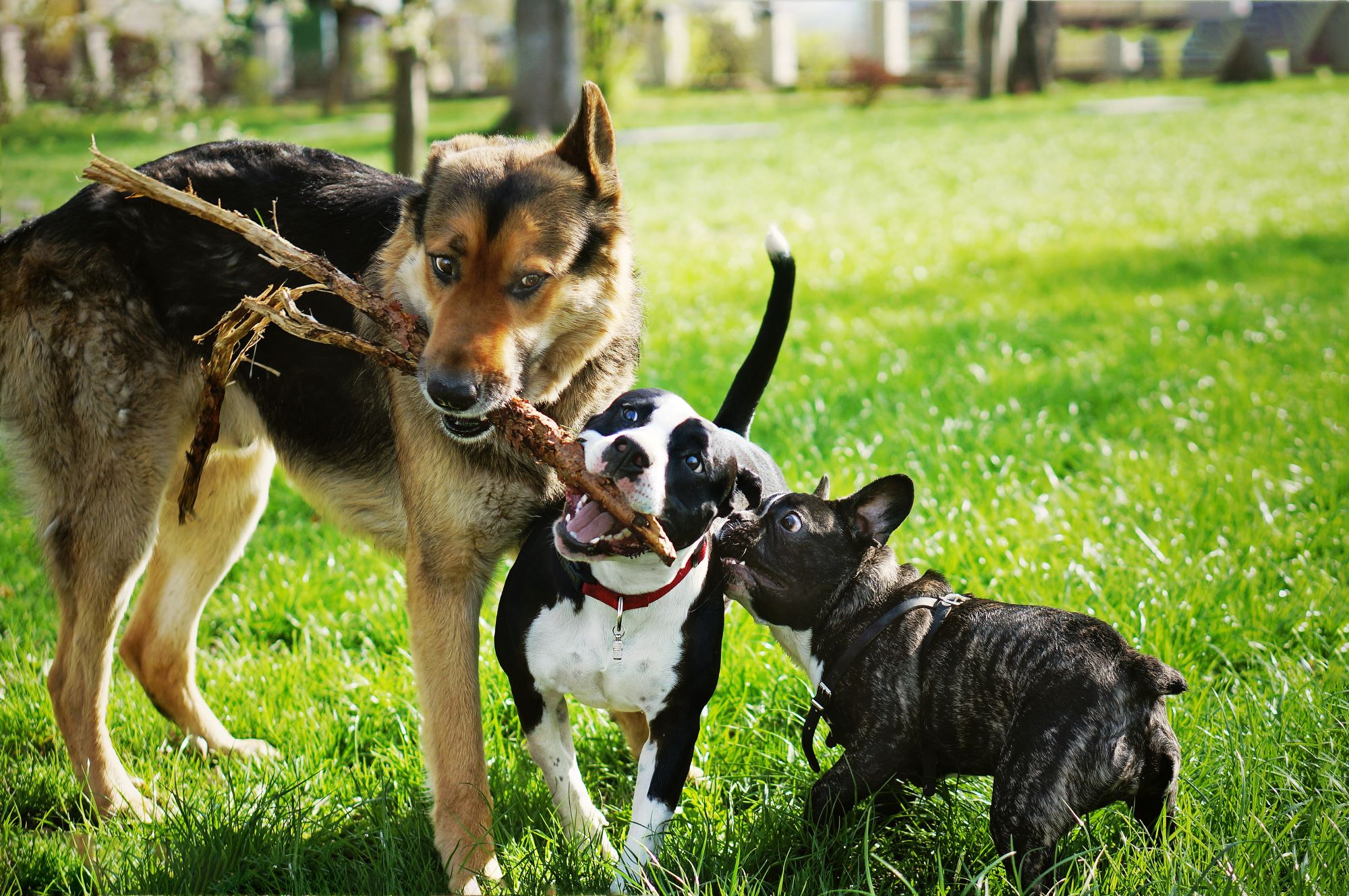 Balade quotidienne chien